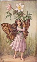 Fairy with Wood Anemone: Click to enlarge